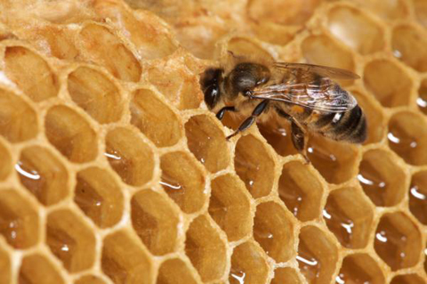 Tại sao tổ ong xây theo hình lục giác?